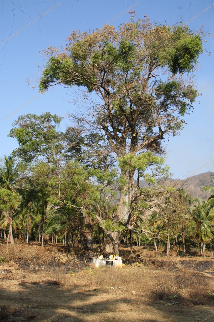 shencottai Group of KDB tEMPLES 26-27-03-2016 316