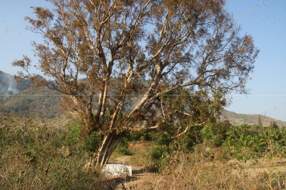 shencottai Group of KDB tEMPLES 26-27-03-2016 527.jpg